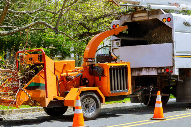 Why Choose Our Tree Removal Services in Smith Mills, MA?